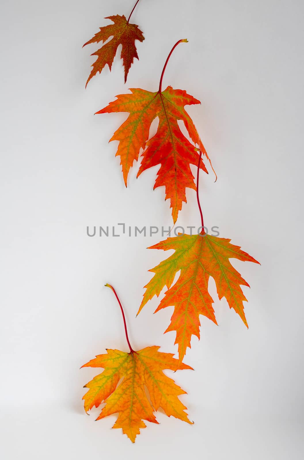 Autumn maple leaves hover on a white background by lapushka62