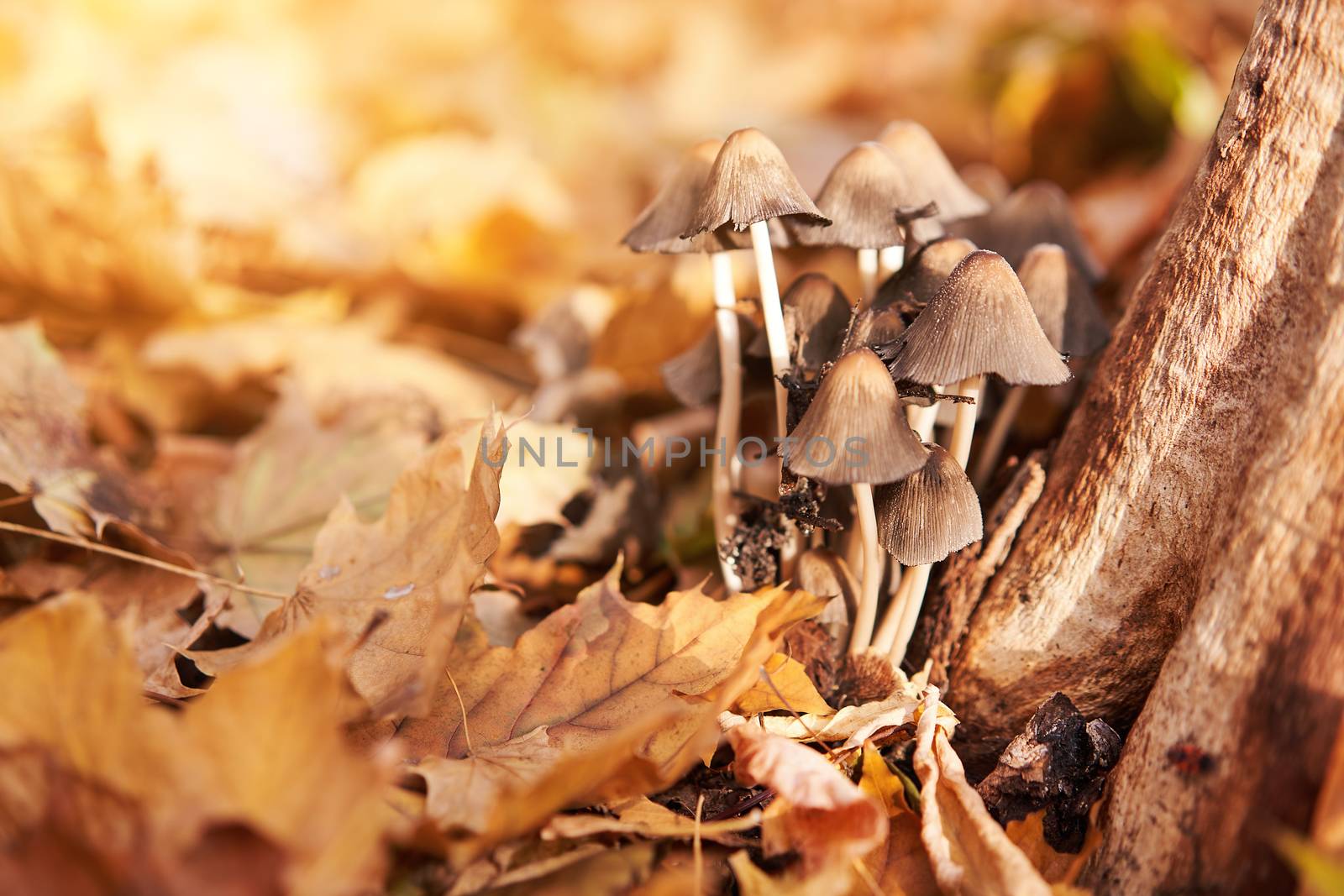Poisonous mushrooms group grow in autumn leaves near the tree. toadstool grebe fungus fairy-mushroom background.