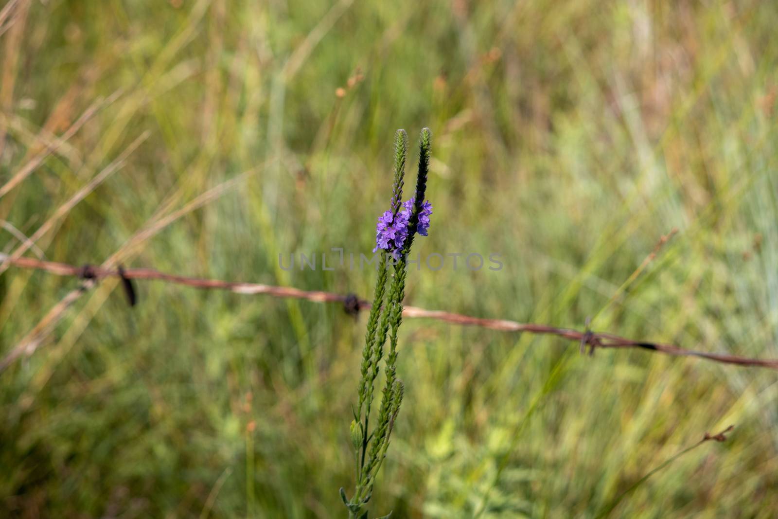 A close up of a purple Gayfeather flower in the wild of Nebraska by gena_wells