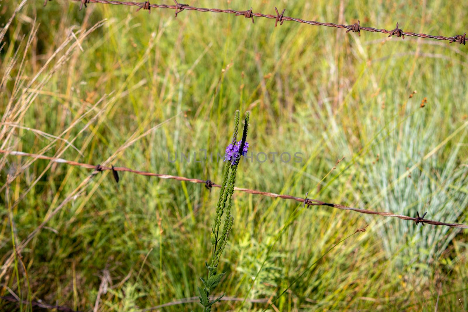 A close up of a purple Gayfeather flower in the wild of Nebraska . High quality photo