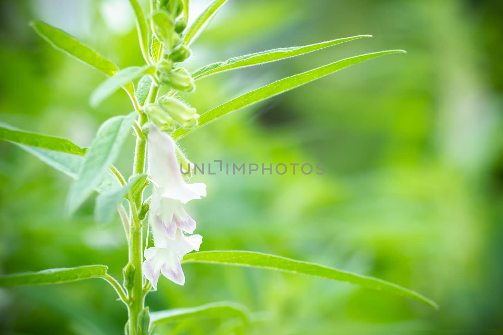 The white flower of sesame on a tree in blur background and morning sunlight at the plantation. Closeup and copy space on the right. The concept of agricultural products of farmers.