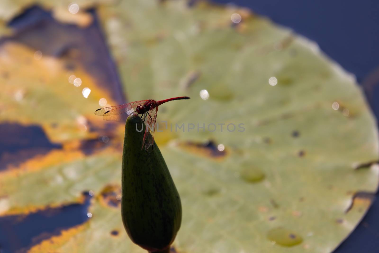 Red-veined dropwing dragonfly (Trithemis arteriosa) perched on the tip of a lily flower bulb, Groot Marico, South Africa