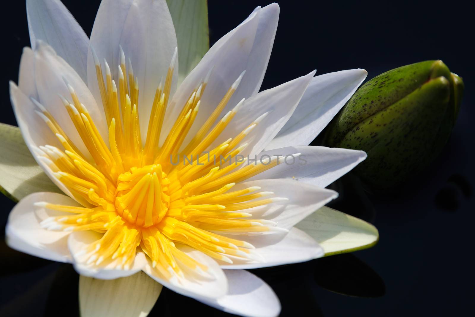 Radiant white star lotus waterlily (Nymphaea nouchali) and flower bulb close-up, Groot Marico, South Africa