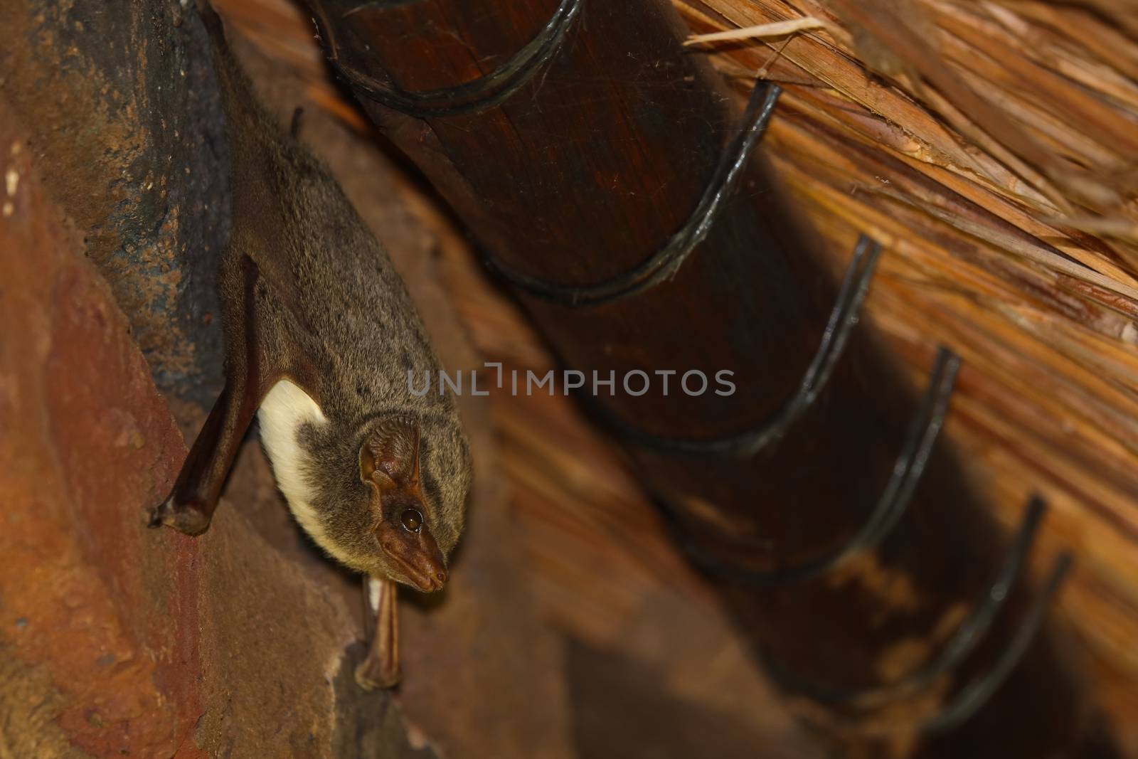 Mauritian Tomb Bat Hanging Under Thatch Roof (Taphozous mauritianus) by jjvanginkel