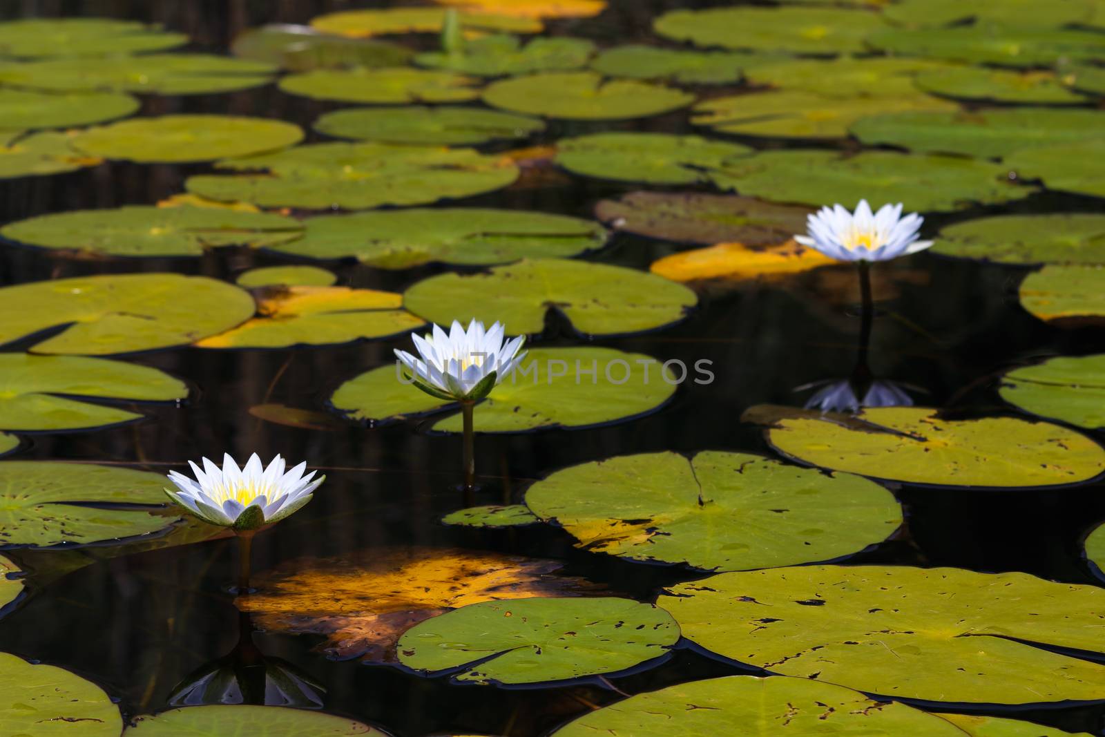 Blue Star Lotus Waterlilies Surrounded By Lily Pads (Nymphaea nouchali) by jjvanginkel