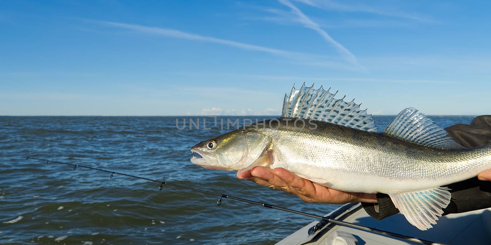 Fisherman holds a caught zander or pike perch in hands against the background of the Baltic sea. Fishing catch and release concept. Zander on freedom