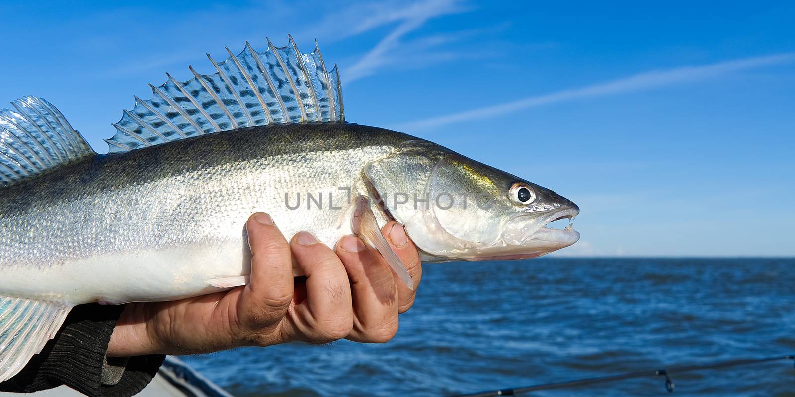 Fisherman holds a caught zander or pike perch in hands against the background of the Baltic sea. Fishing catch and release concept. Zander on freedom