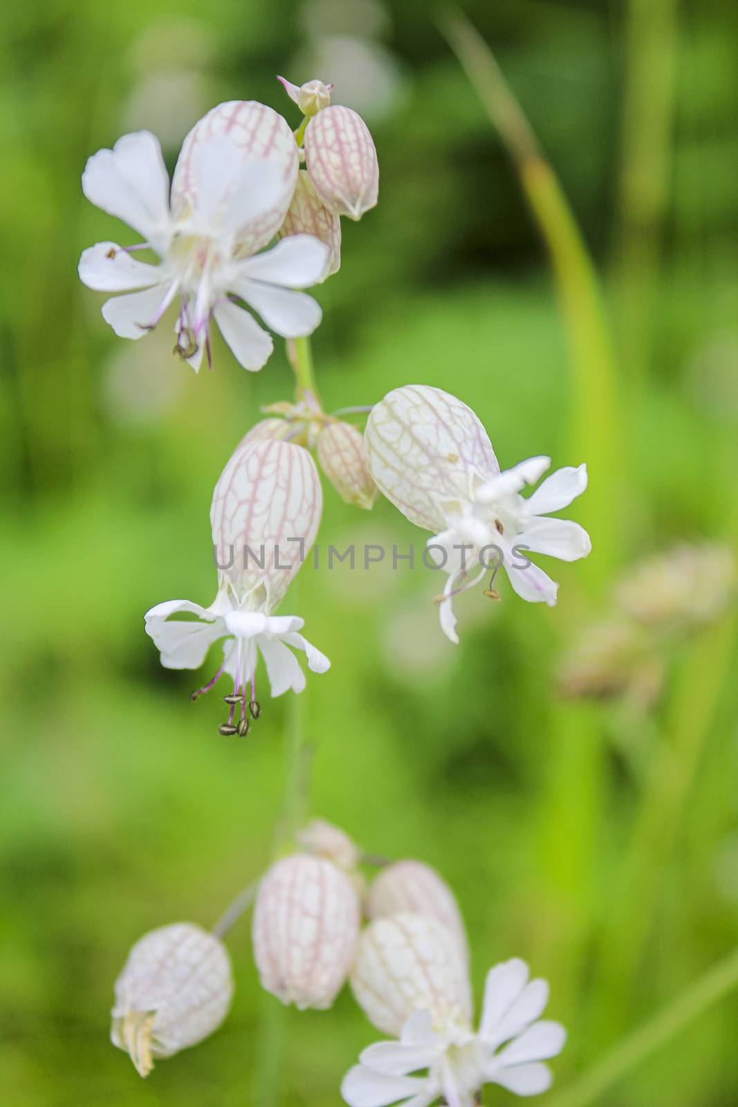 Inflated catchfly Silene vulgaris on flower meadow in Hemsedal, Norway.