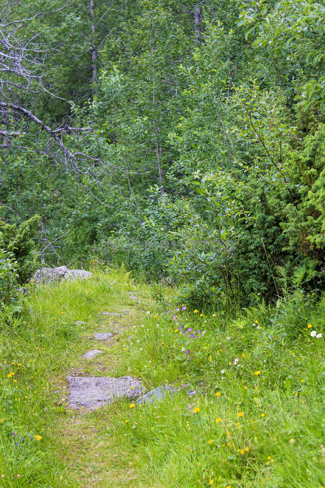Hiking trail in the forest in the mountains of Hemsedal, Viken, Norway.