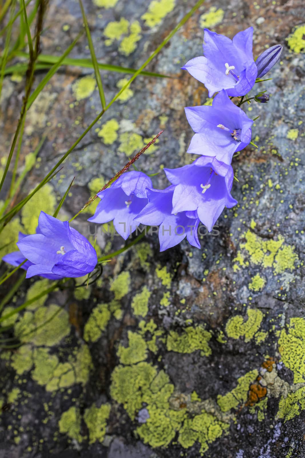 Lawn Bellflower Campanula cespitosa Summer meadow in Hemsedal, Norway. by Arkadij