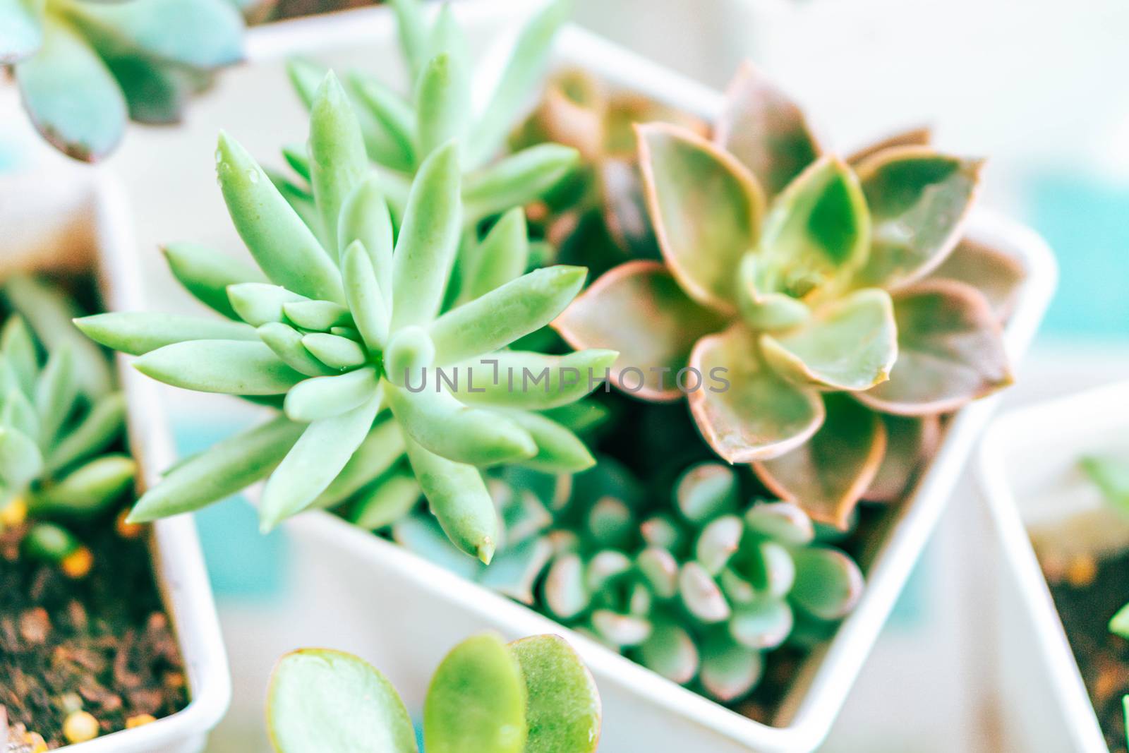 Closeup succulent plant in pot for decoration with vintage tone, selective focus