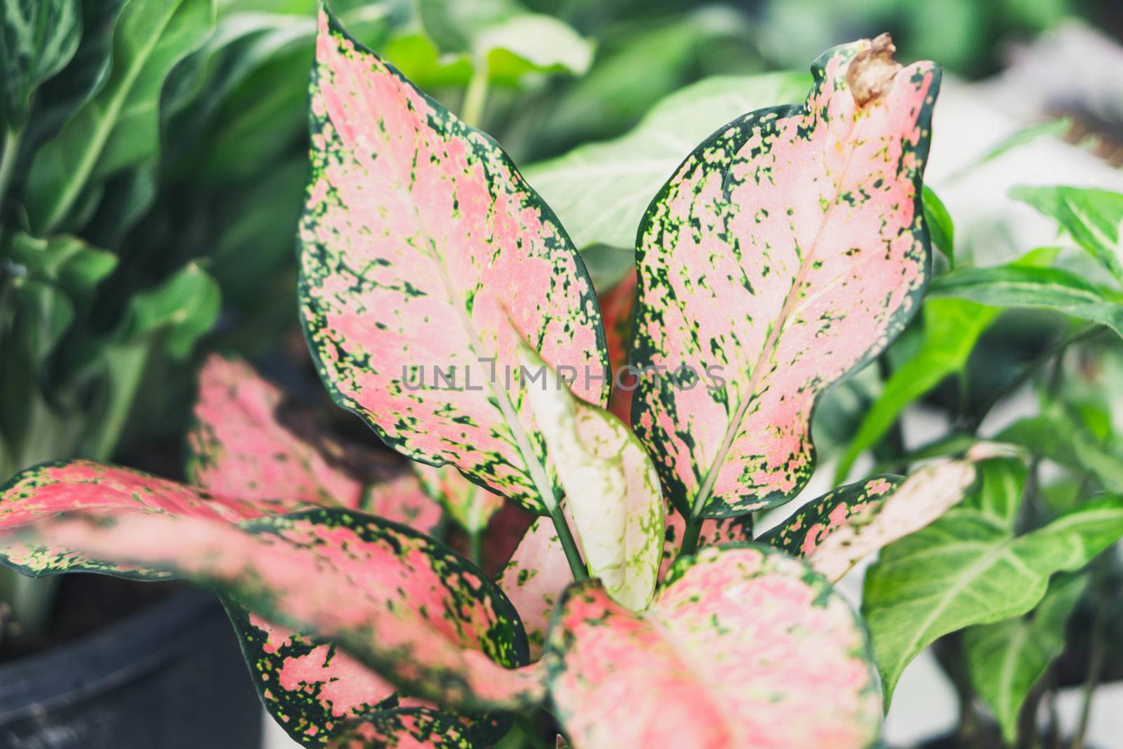 Fresh red arrowhead vine plant (Syngonium podophyllum) in black pot