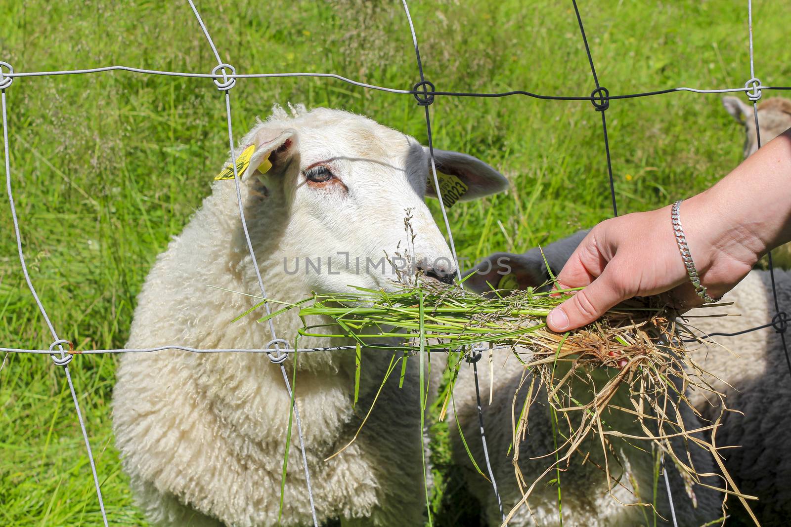 White woolly sheep feeding in meadow in Hemsedal, Viken, Norway.