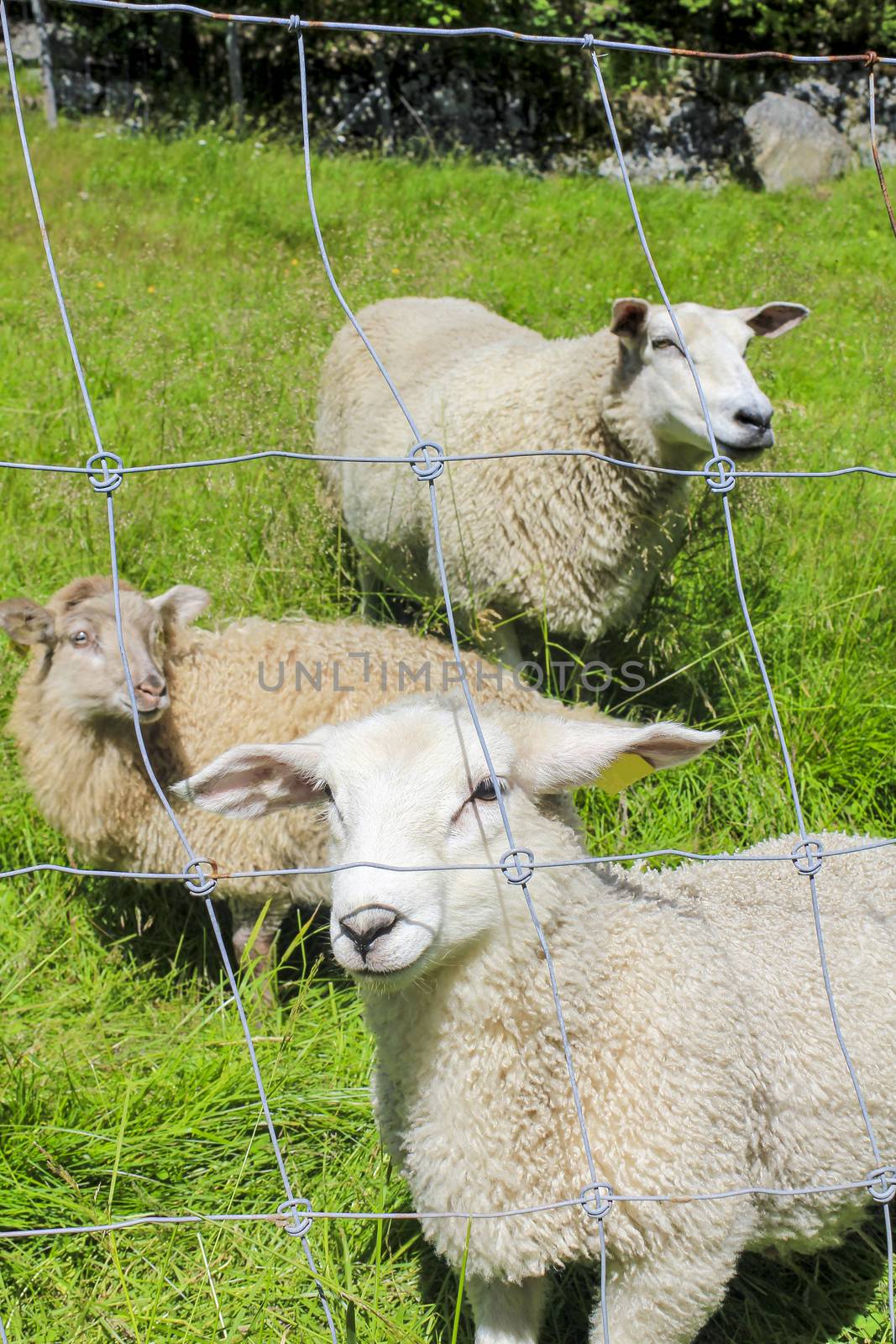 Sheep behind fence in a meadow in Hemsedal, Viken, Norway.