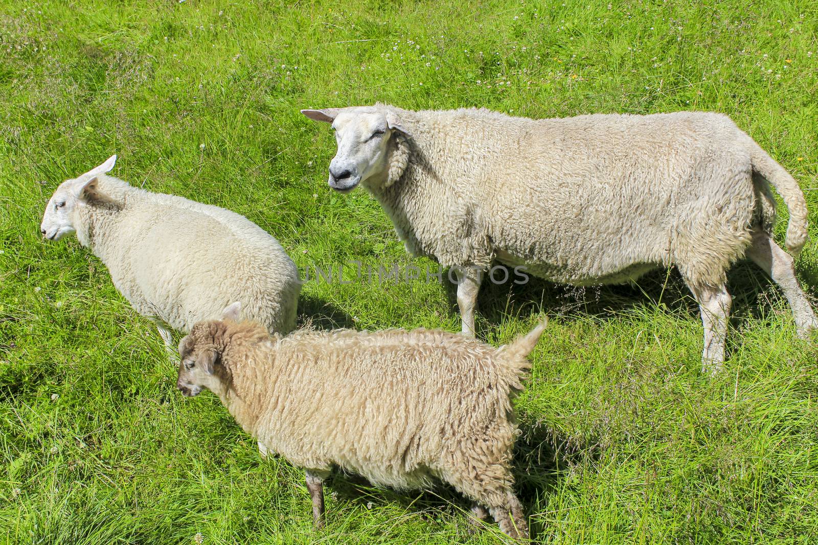 White woolly sheep run on meadow in Hemsedal, Viken, Norway