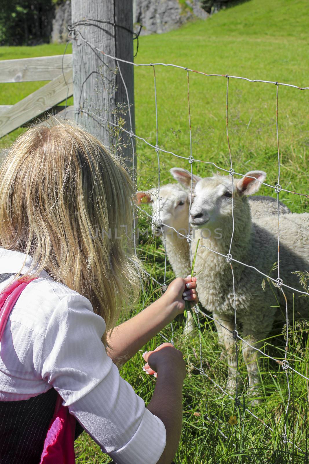 Girl feeds sheep in a meadow, Hemsedal, Viken, Norway. by Arkadij