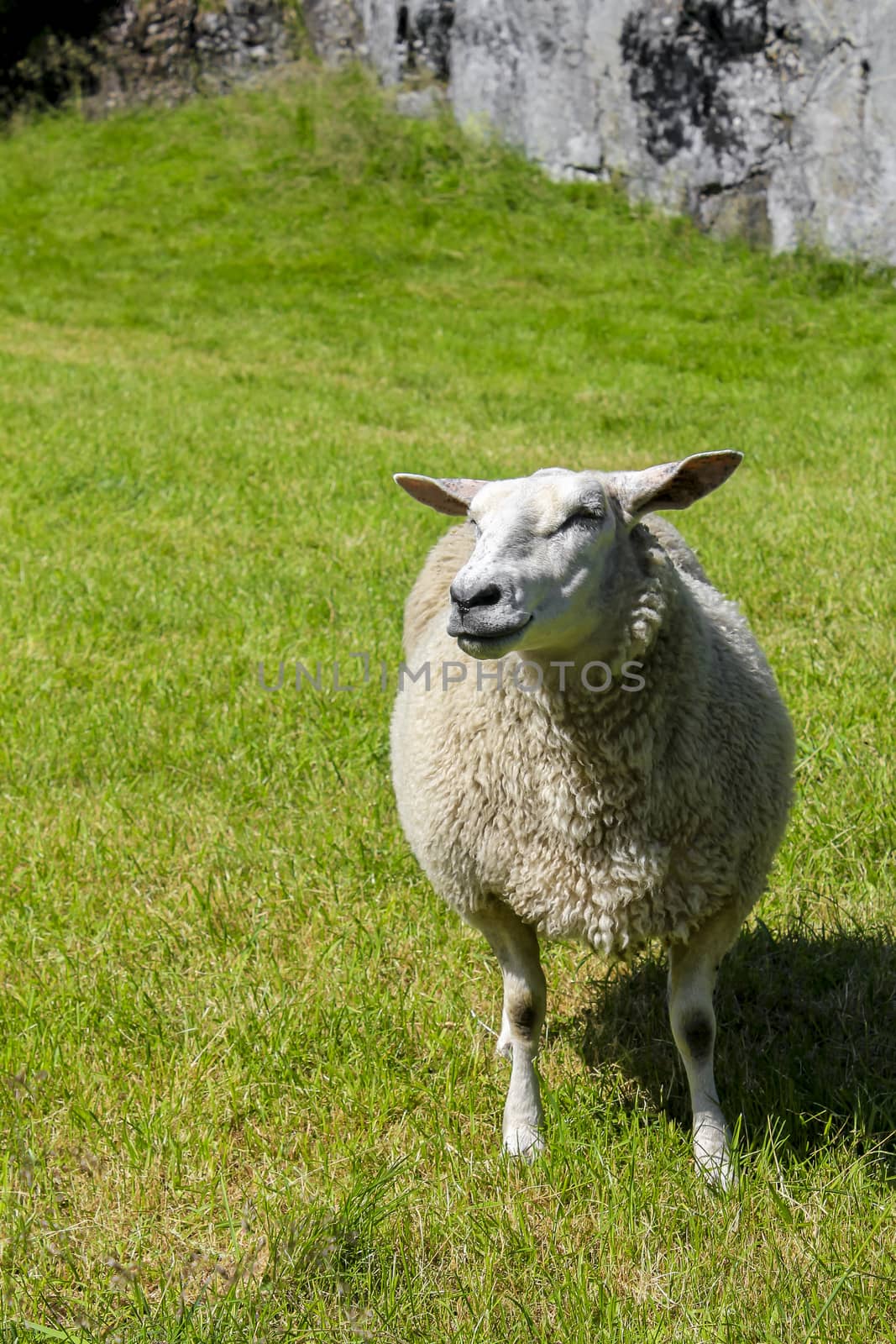 White woolly sheep in meadow, Hemsedal, Viken, Norway by Arkadij