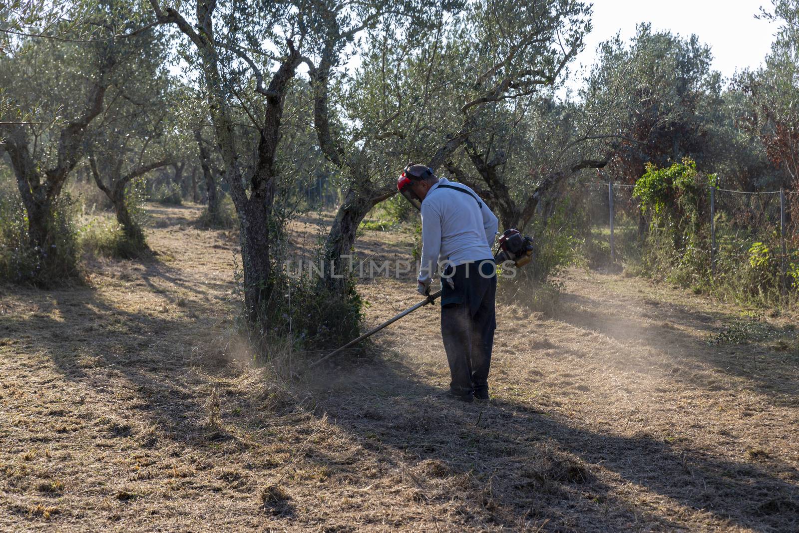 cleaning with brush cutter during the chopping of olive fields