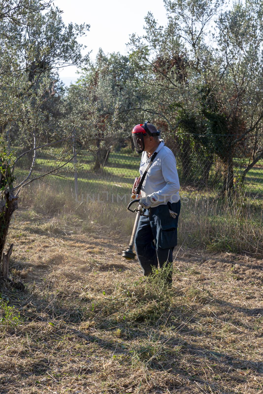 cleaning with brush cutter during the chopping of olive fields