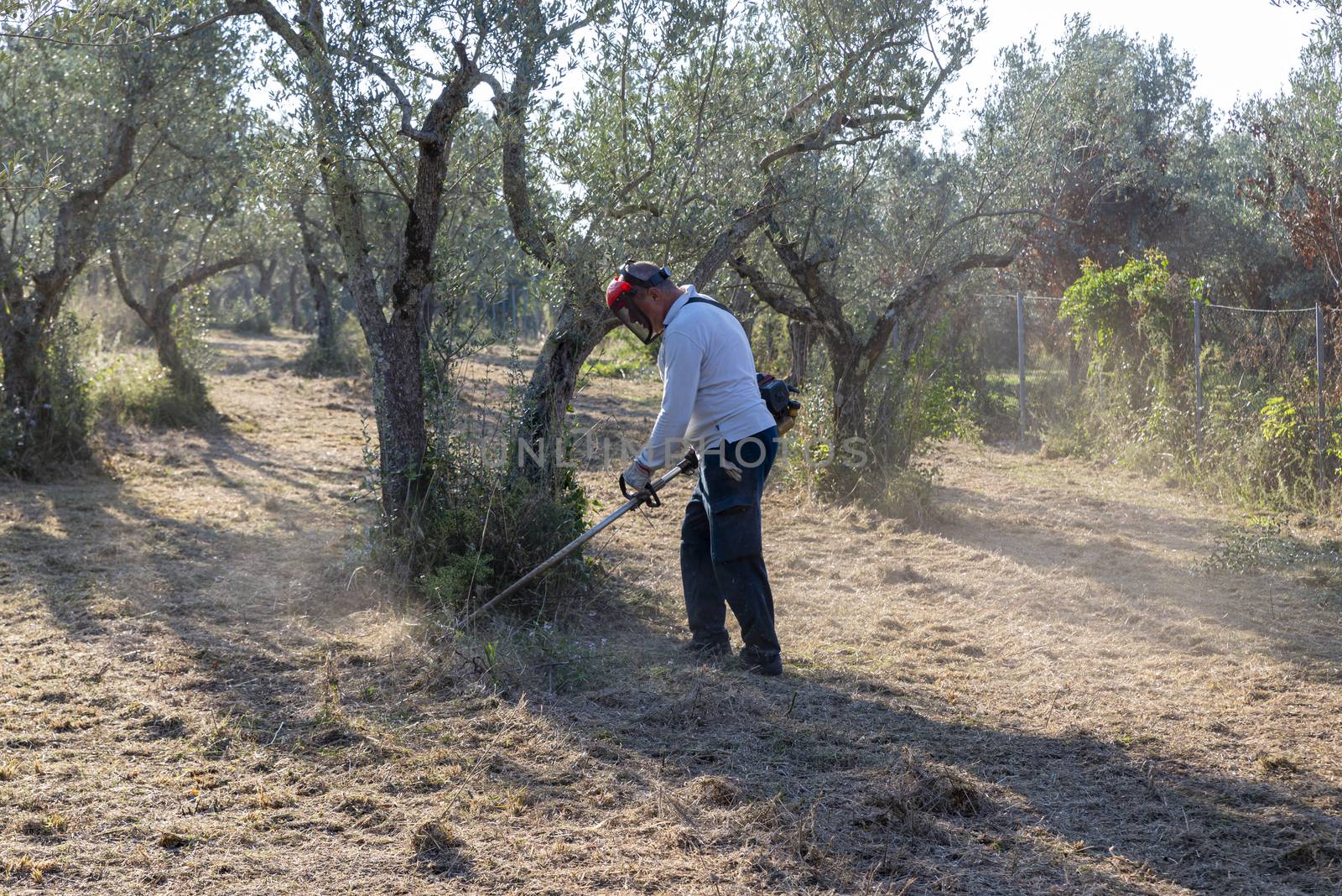 cleaning with brush cutter during the chopping of olive fields