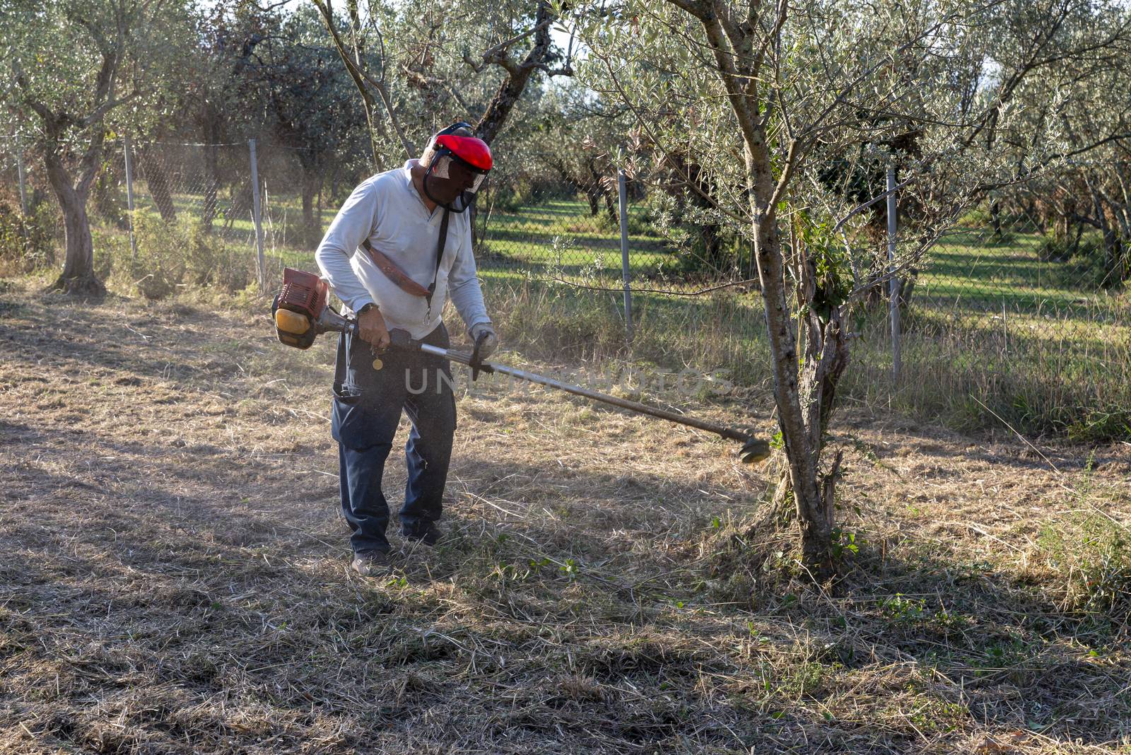 cleaning with brush cutter during the chopping of olive fields