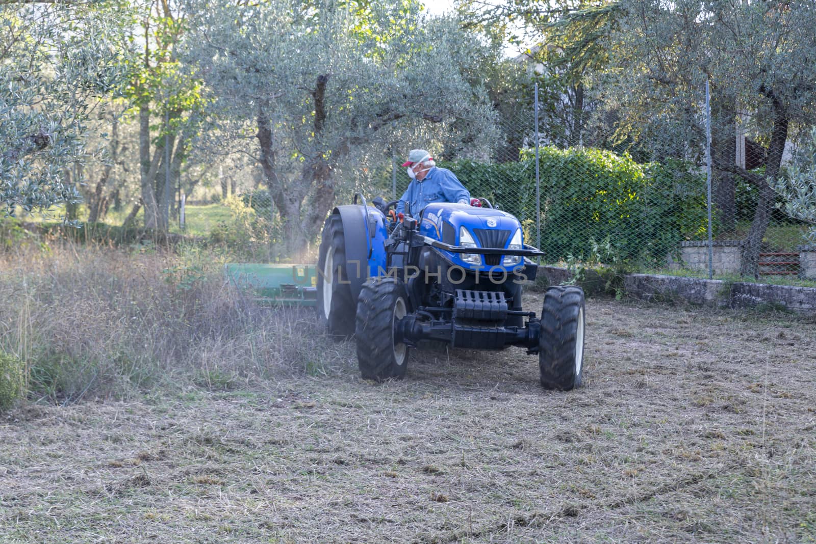 terni,italy september 13 2020:shredding with tractor and stalk chopper of olive fields