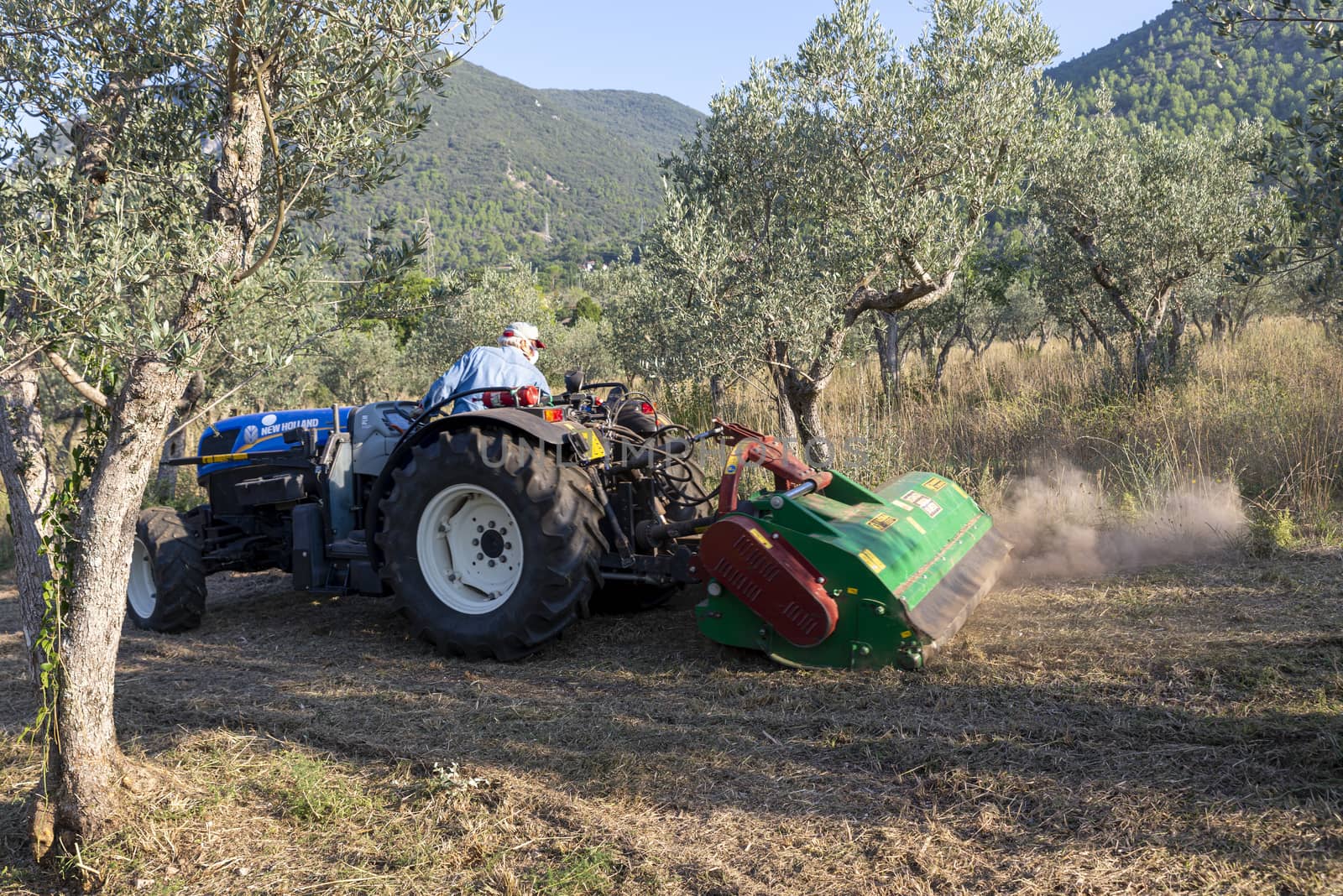 terni,italy september 13 2020:shredding with tractor and stalk chopper of olive fields
