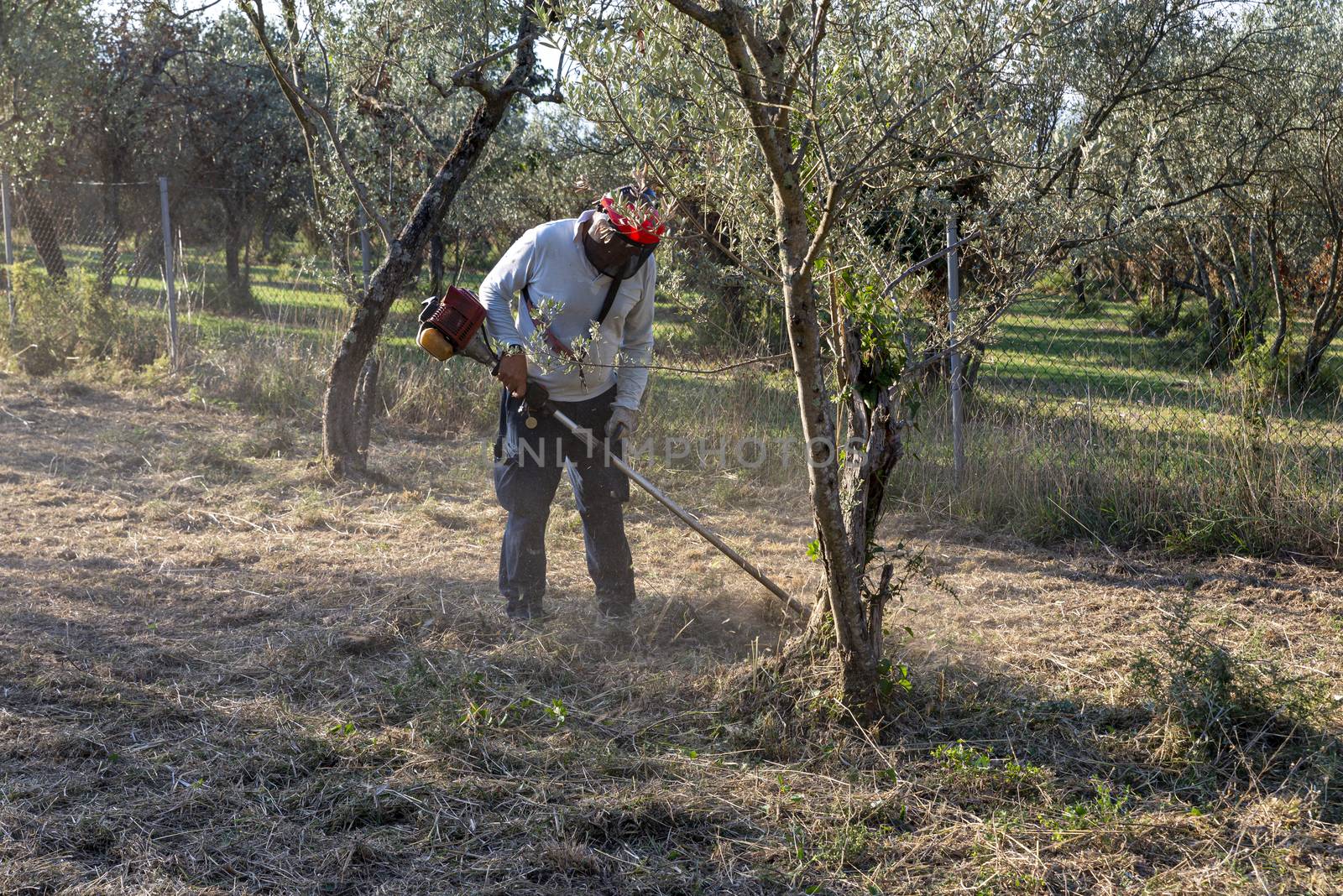 cleaning with brush cutter during the chopping of olive fields