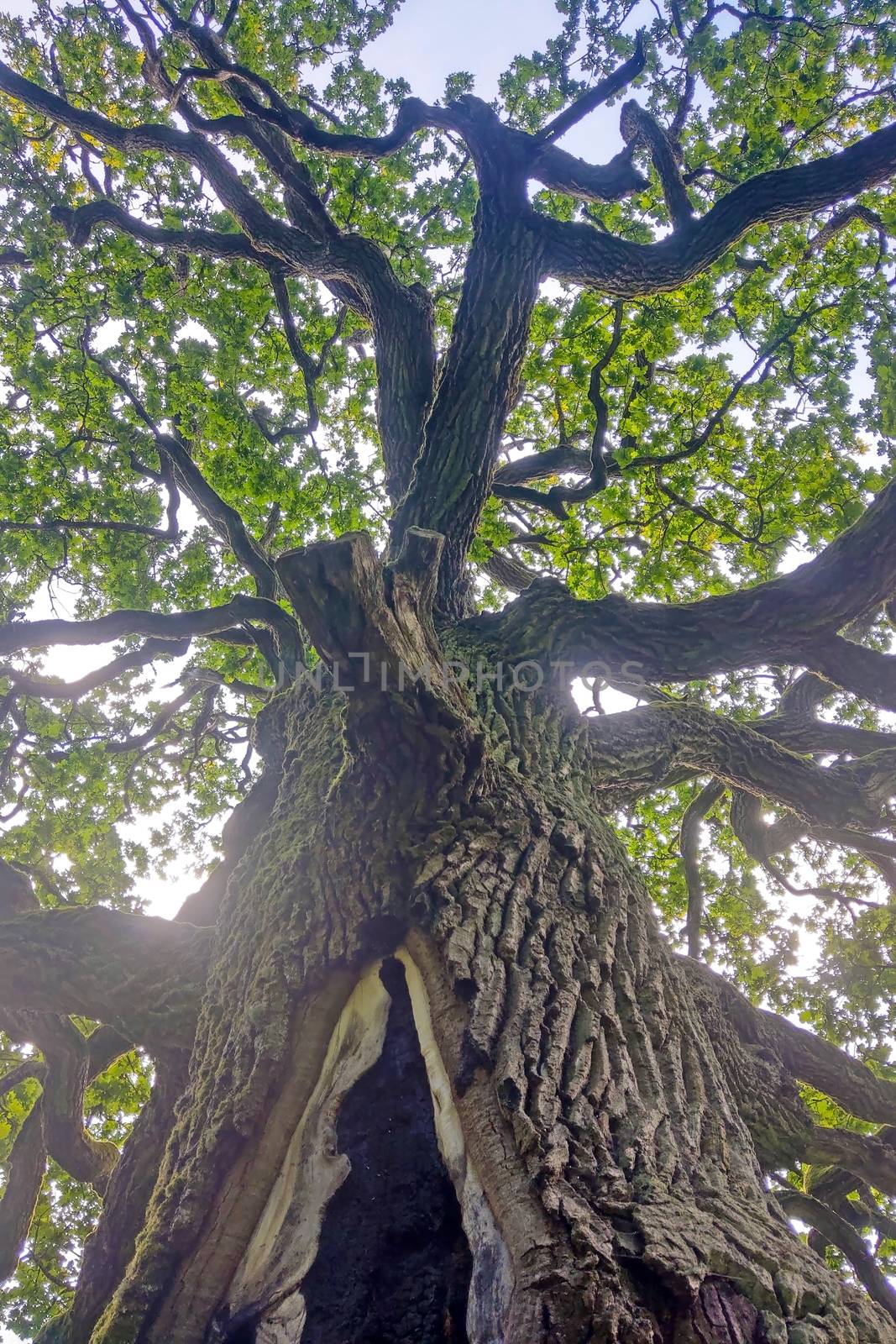 Bottom view of a tall old oak tree