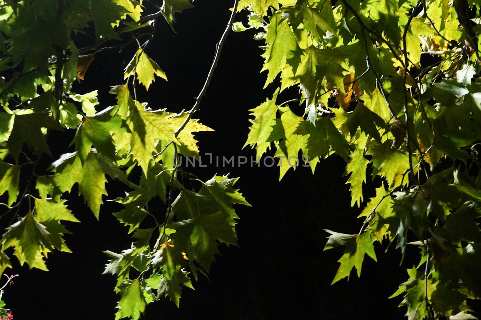 illuminated maple branches against a black night sky background.