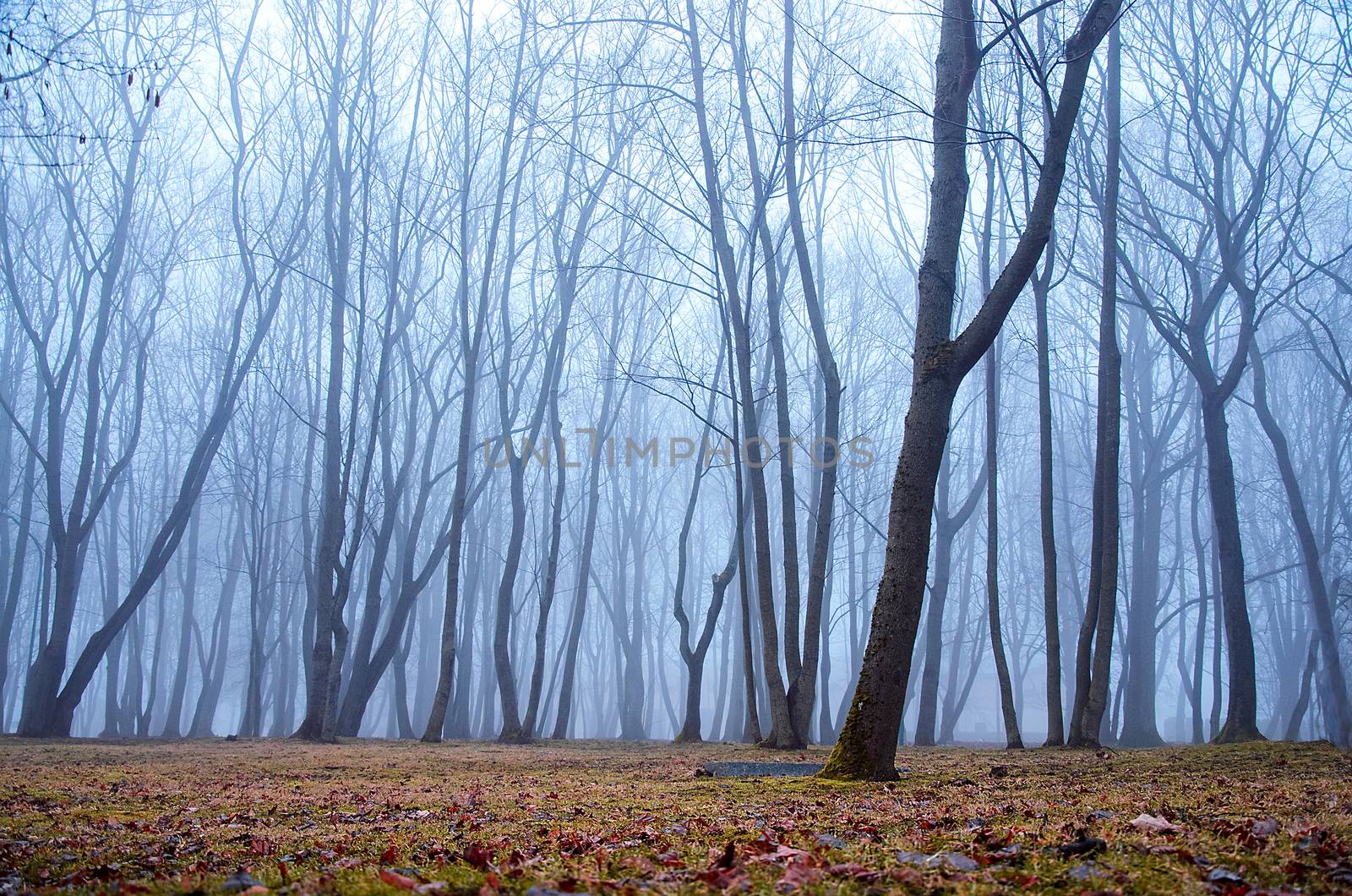 Silhouettes of the trees against the glow. Tree trunks in blue misti mystery. Night fog forest nature background. Halloween concept. Dark landscape with withered trees