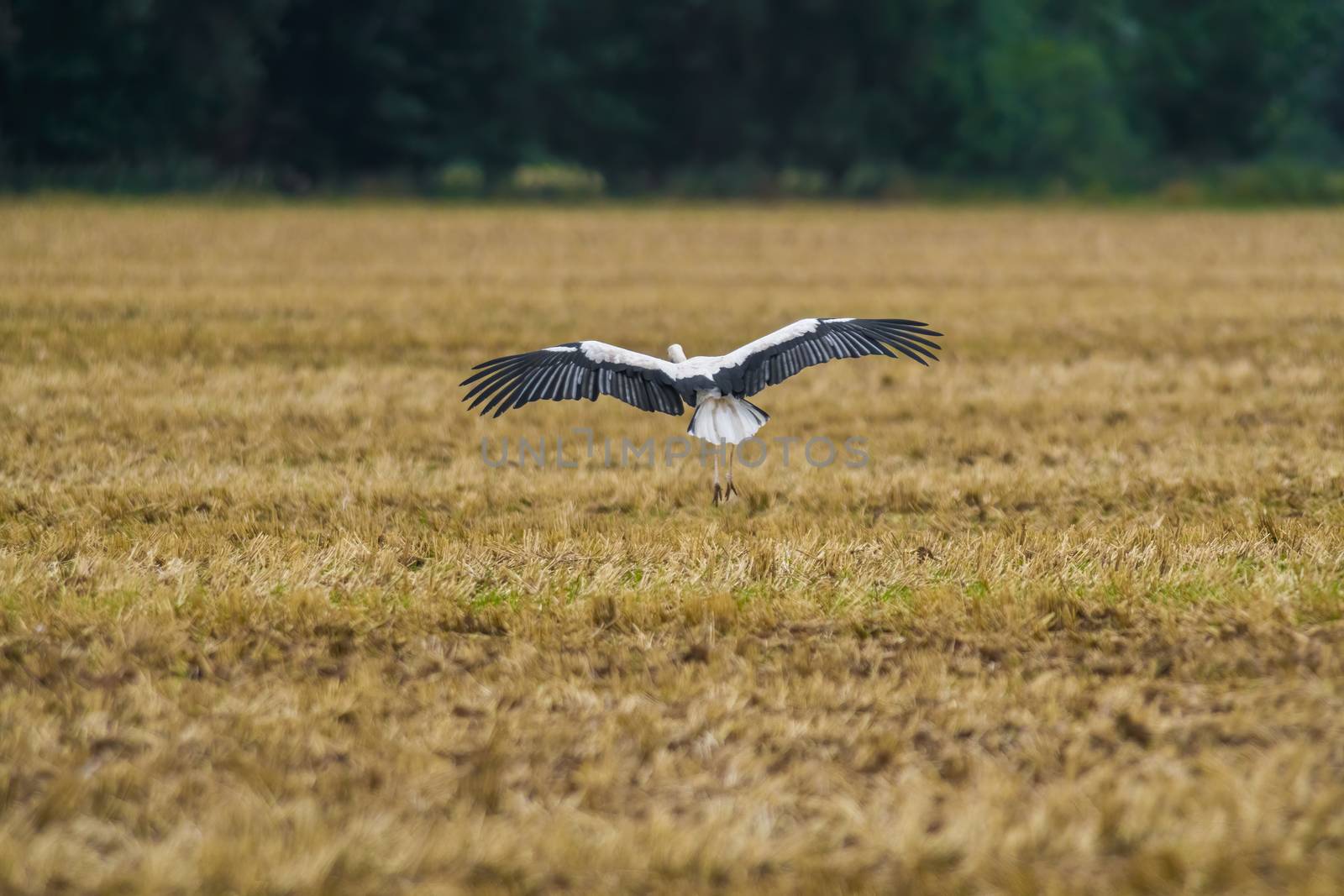 a great young bird on farm field in nature by mario_plechaty_photography