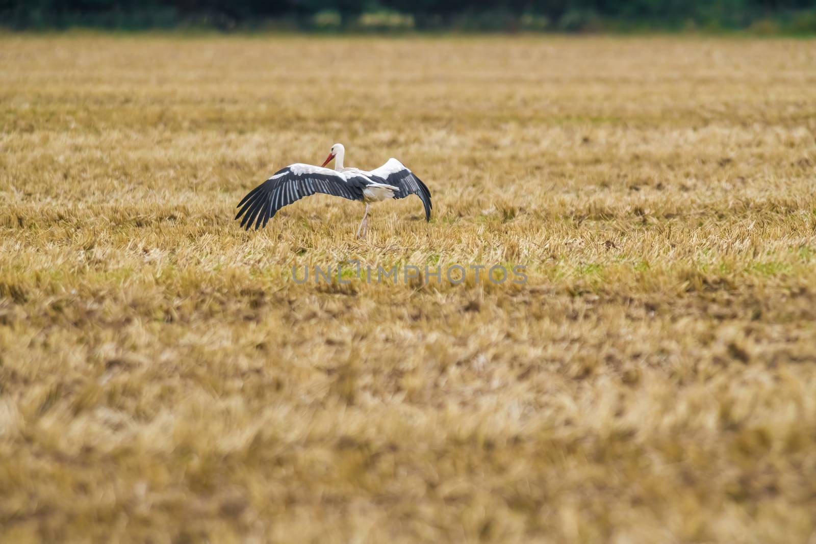 a great young bird on farm field in the nature