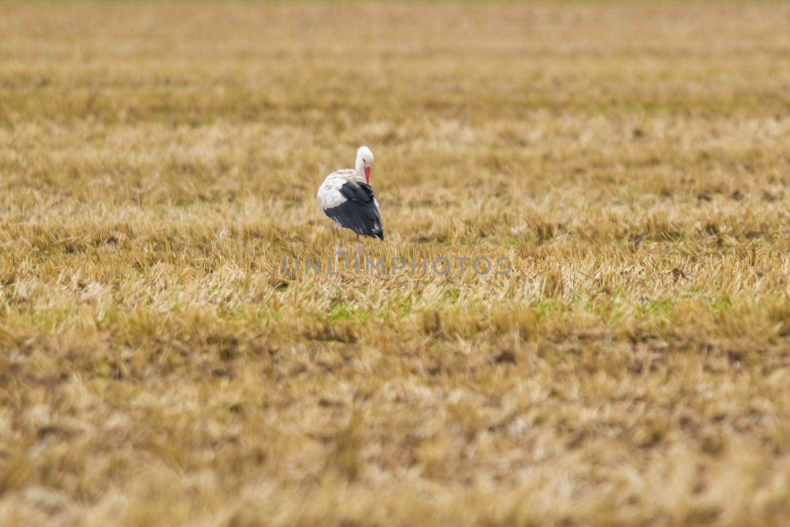 a great young bird on farm field in nature by mario_plechaty_photography