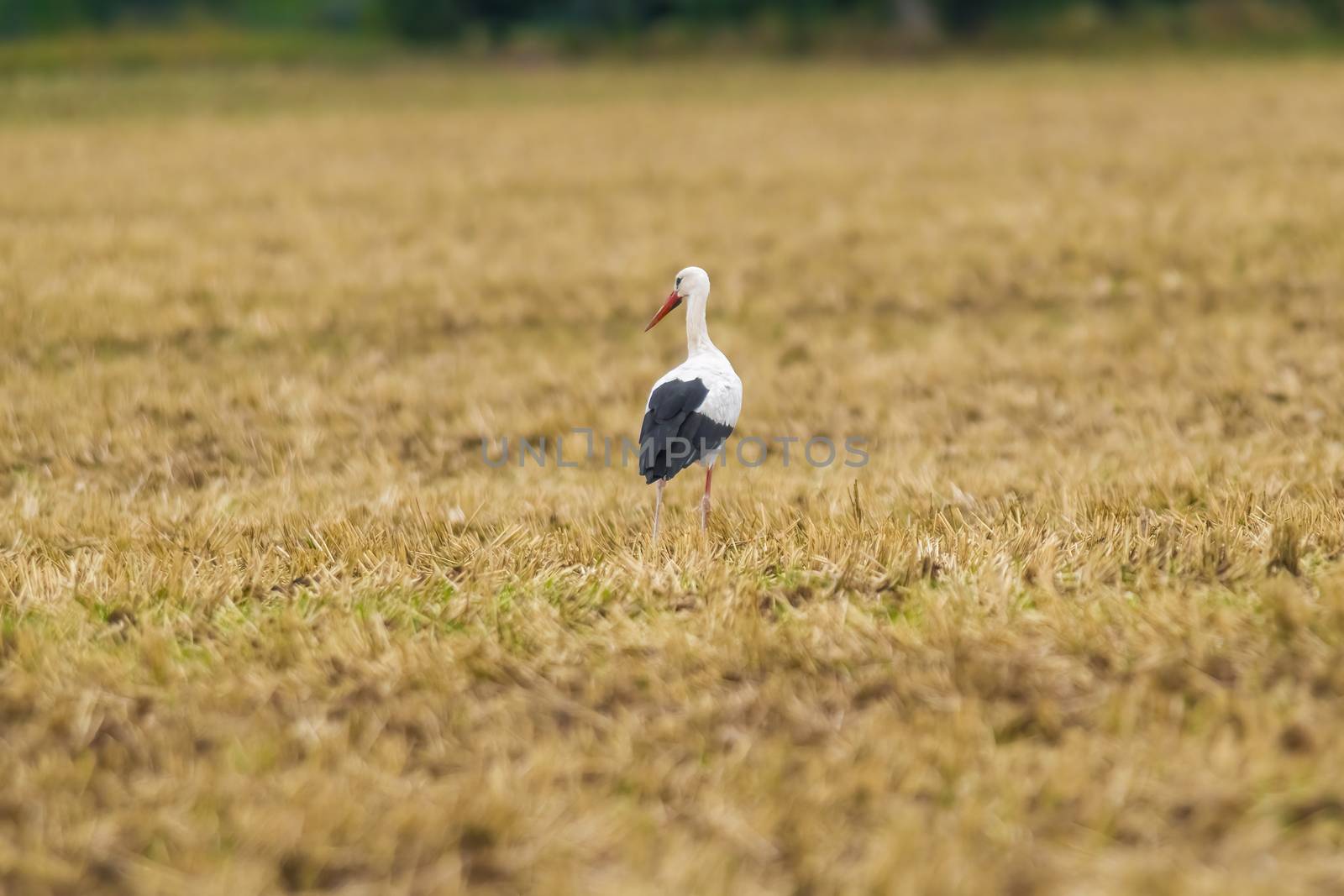 a great young bird on farm field in the nature