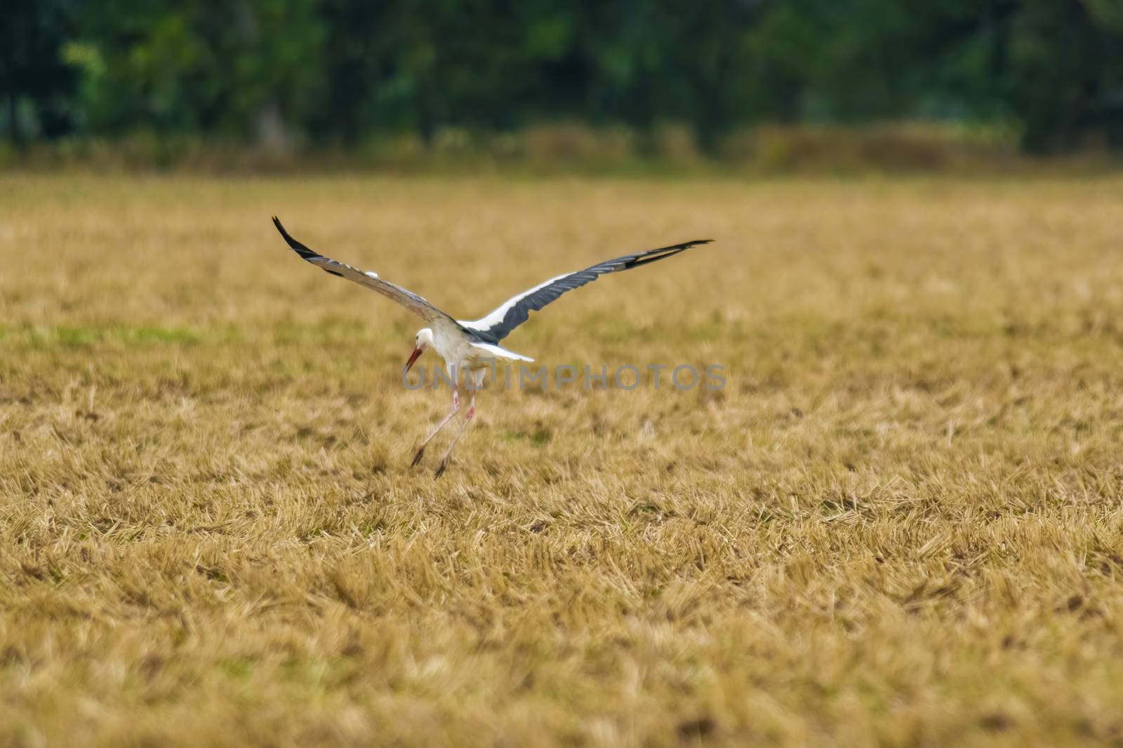 a great young bird on farm field in the nature