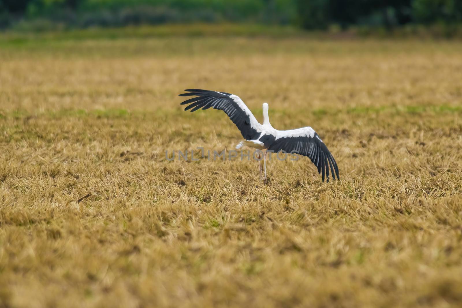 a great young bird on farm field in nature by mario_plechaty_photography