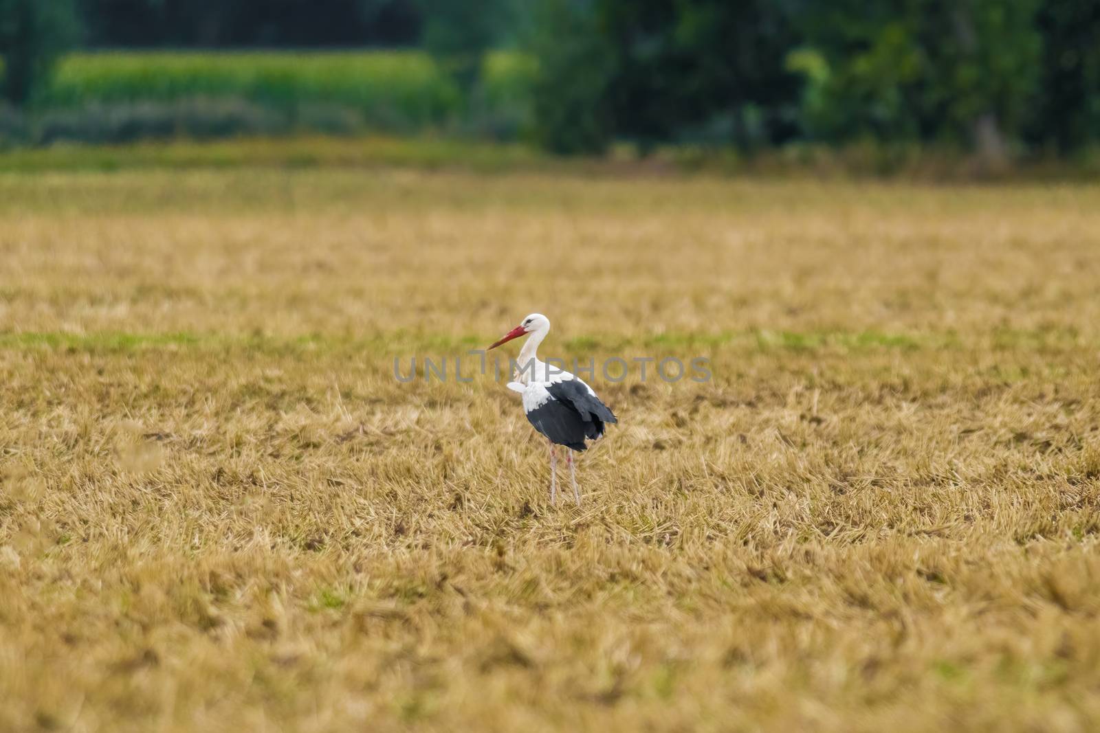 a great young bird on farm field in nature by mario_plechaty_photography