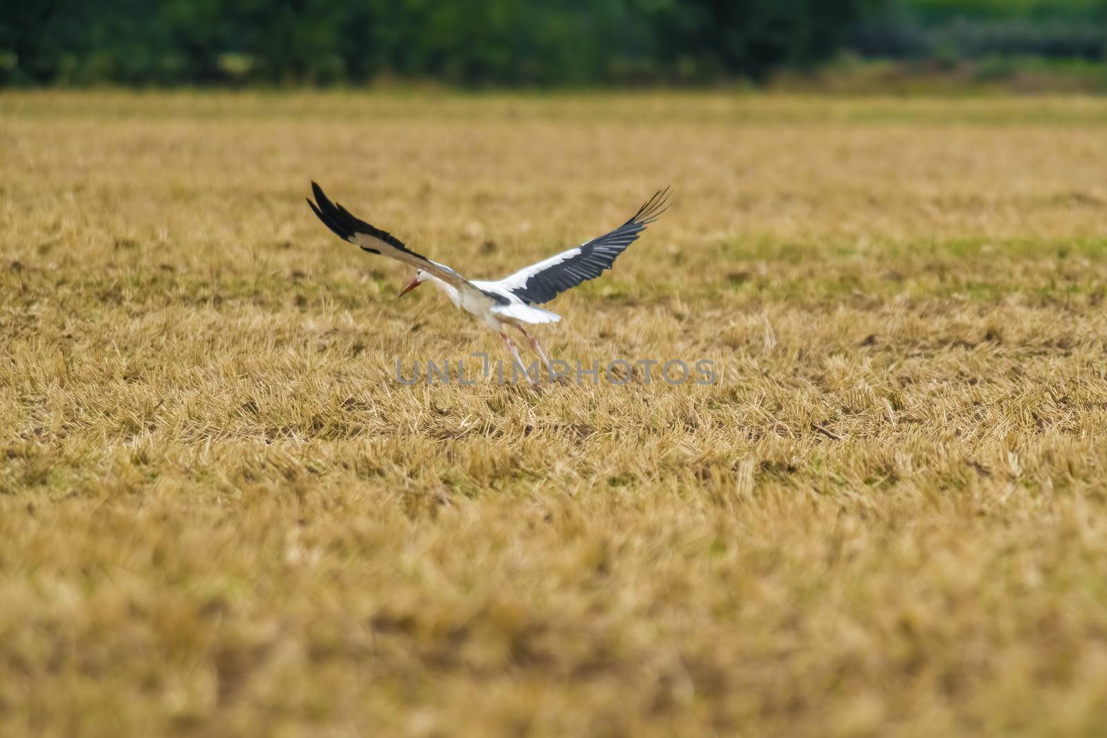 a great young bird on farm field in the nature