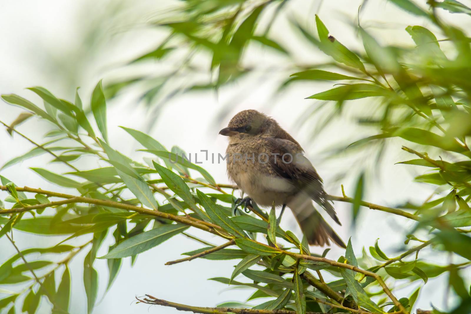 a little young bird on a branch in nature by mario_plechaty_photography