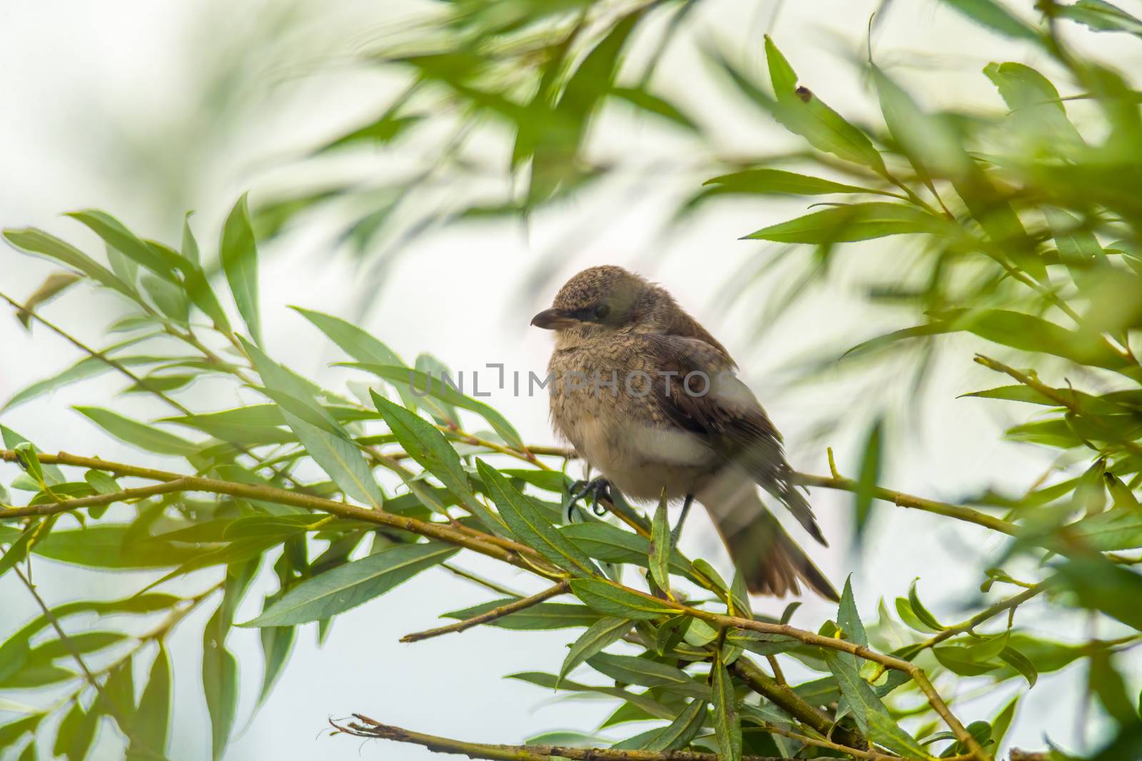 a little young bird on the branch in nature