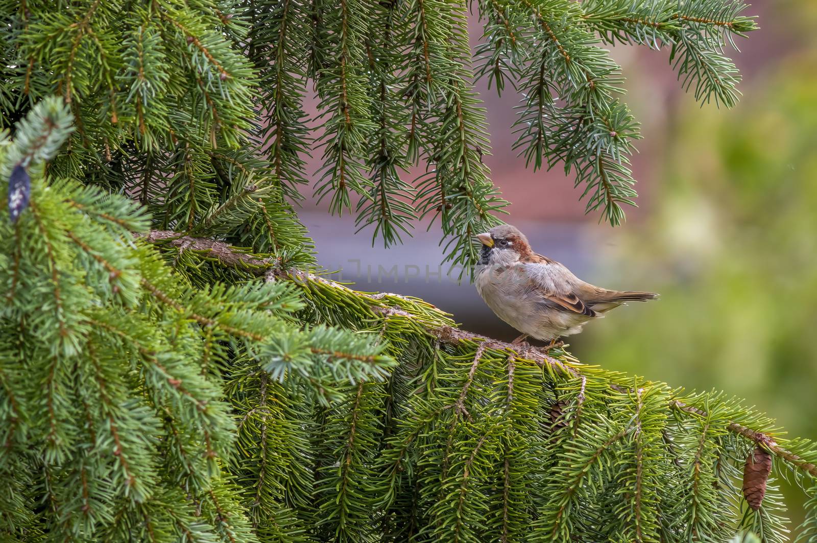 a little young bird on a branch in nature by mario_plechaty_photography