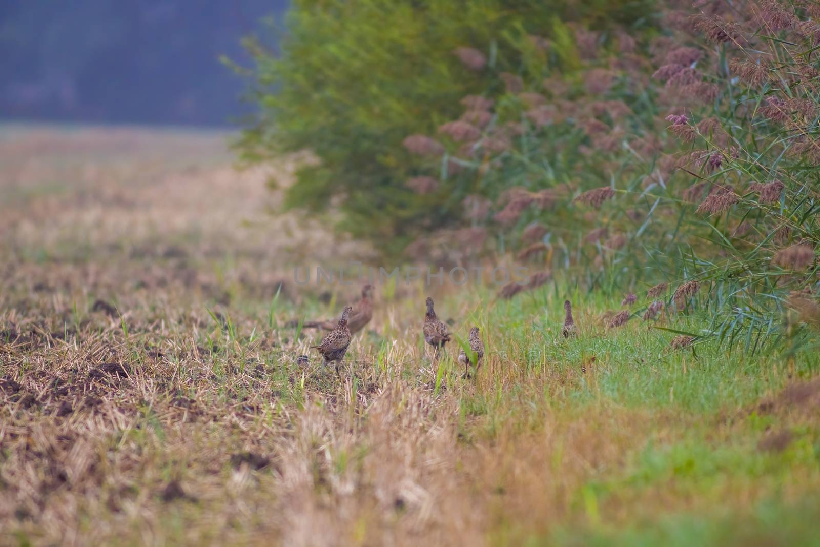 a great young bird on farm field in nature by mario_plechaty_photography