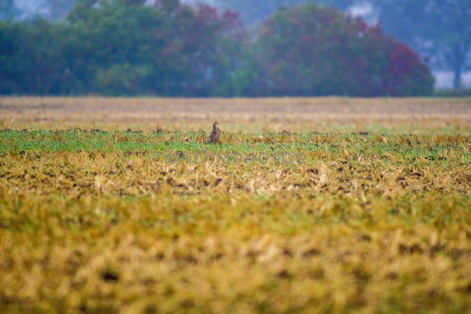 a great young bird on farm field in nature by mario_plechaty_photography