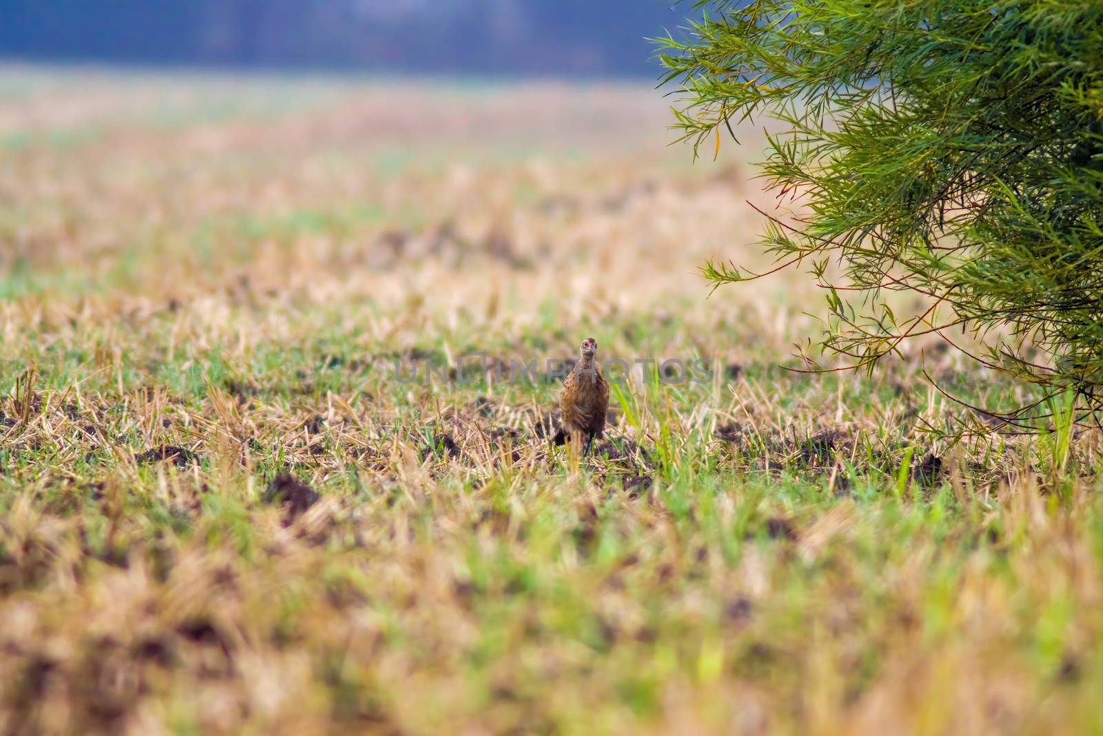 a great young bird on farm field in the nature