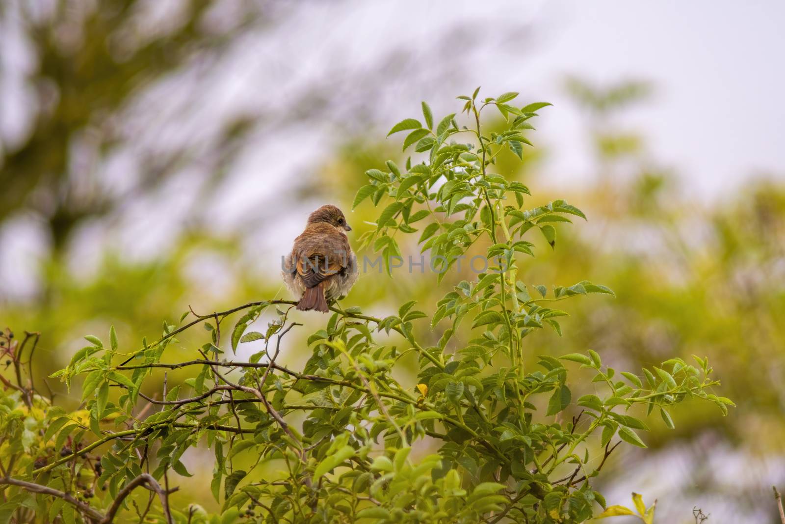 a little young bird on a branch in nature by mario_plechaty_photography