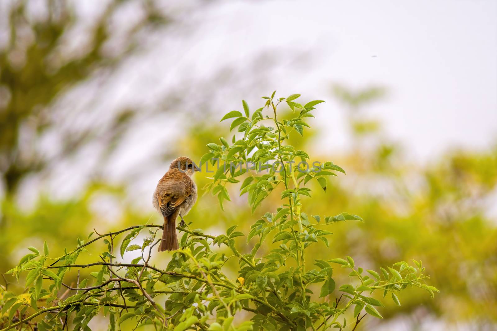 a little young bird on a branch in nature by mario_plechaty_photography