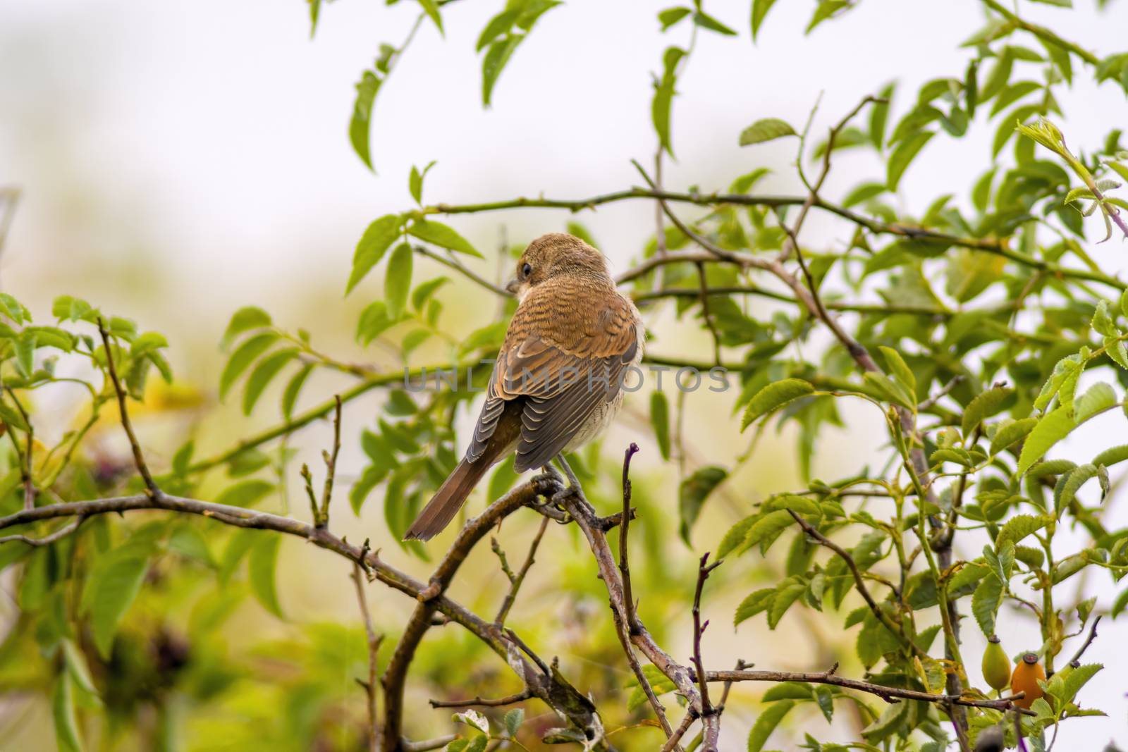 a little young bird on a branch in nature by mario_plechaty_photography