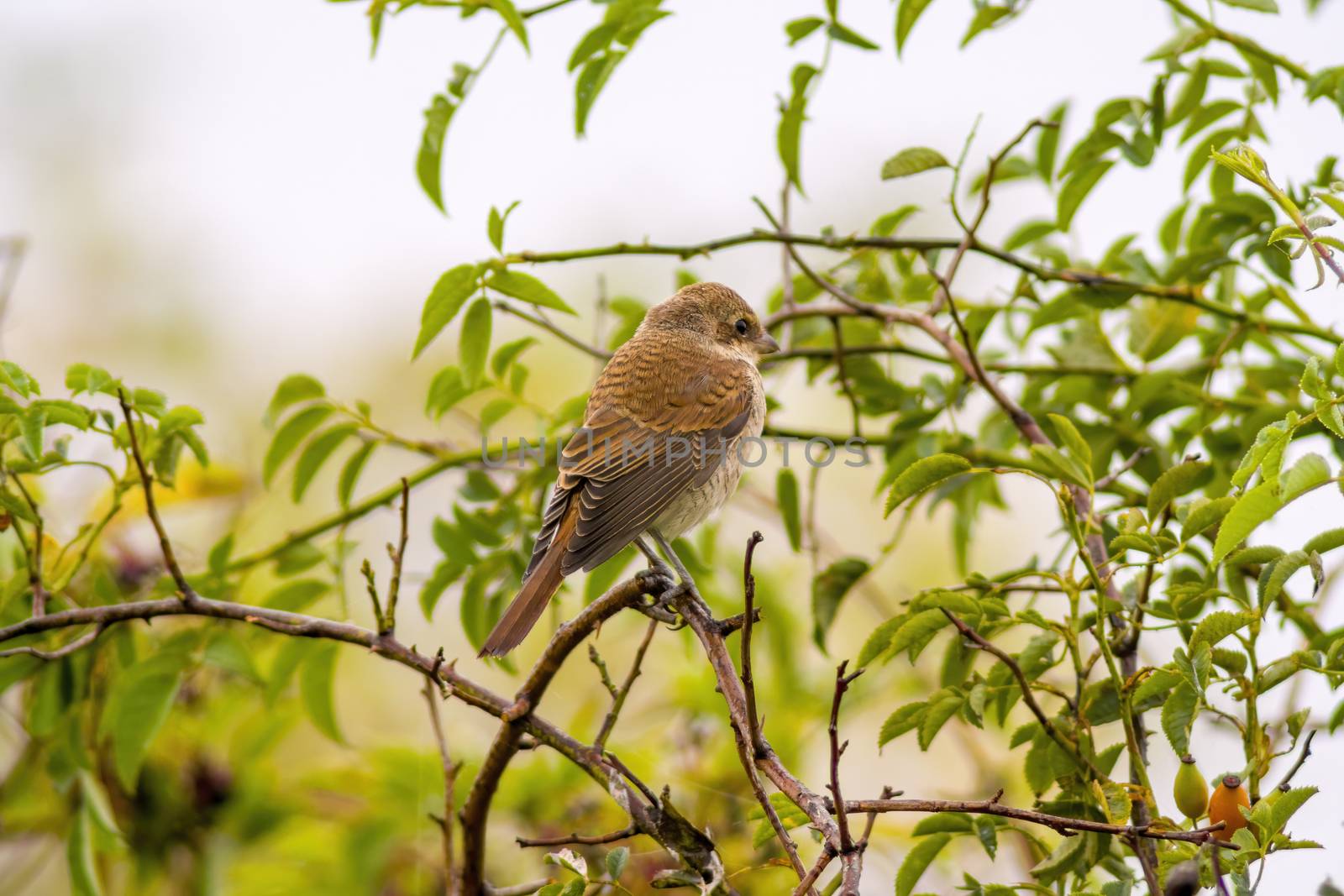 a little young bird on the branch in nature