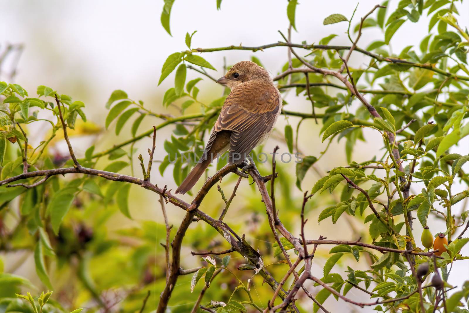 a little young bird on a branch in nature by mario_plechaty_photography